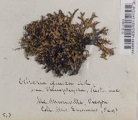 Platismatia glauca image