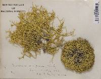 Evernia vulpina image