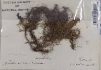 Usnea barbata image