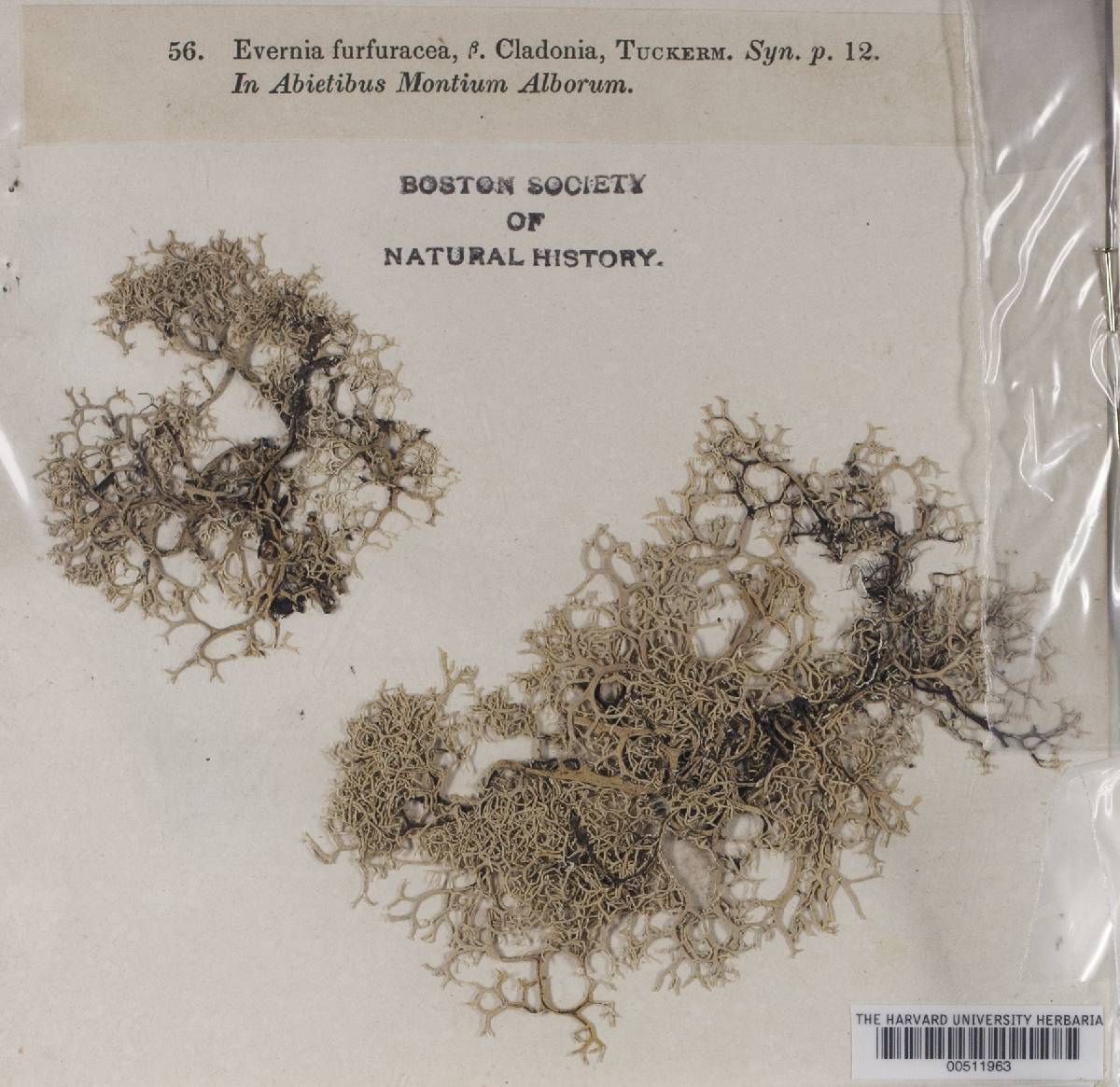 Evernia furfuracea var. cladonia image