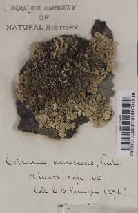 Cetraria aurescens image