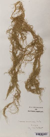 Usnea cavernosa image