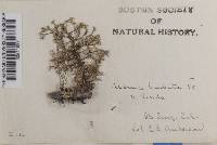 Usnea florida image