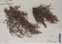 Usnea barbata image