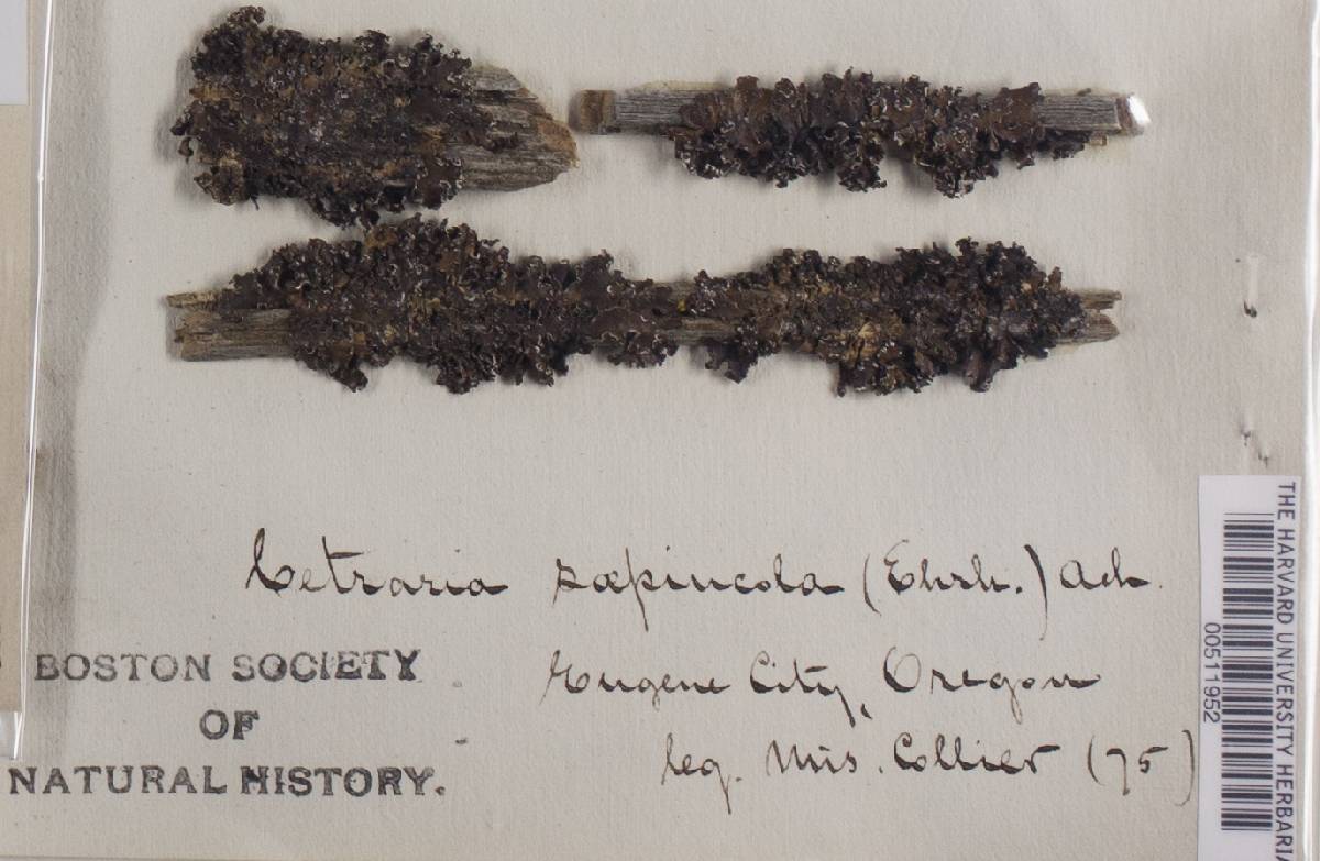 Cetraria sepincola image