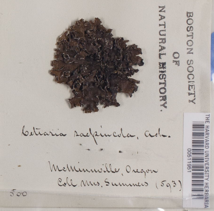 Cetraria sepincola image