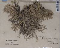 Pseudevernia furfuracea var. furfuracea image