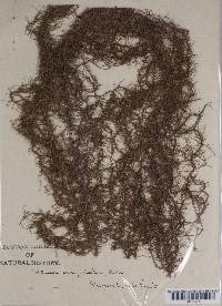 Usnea angulata image