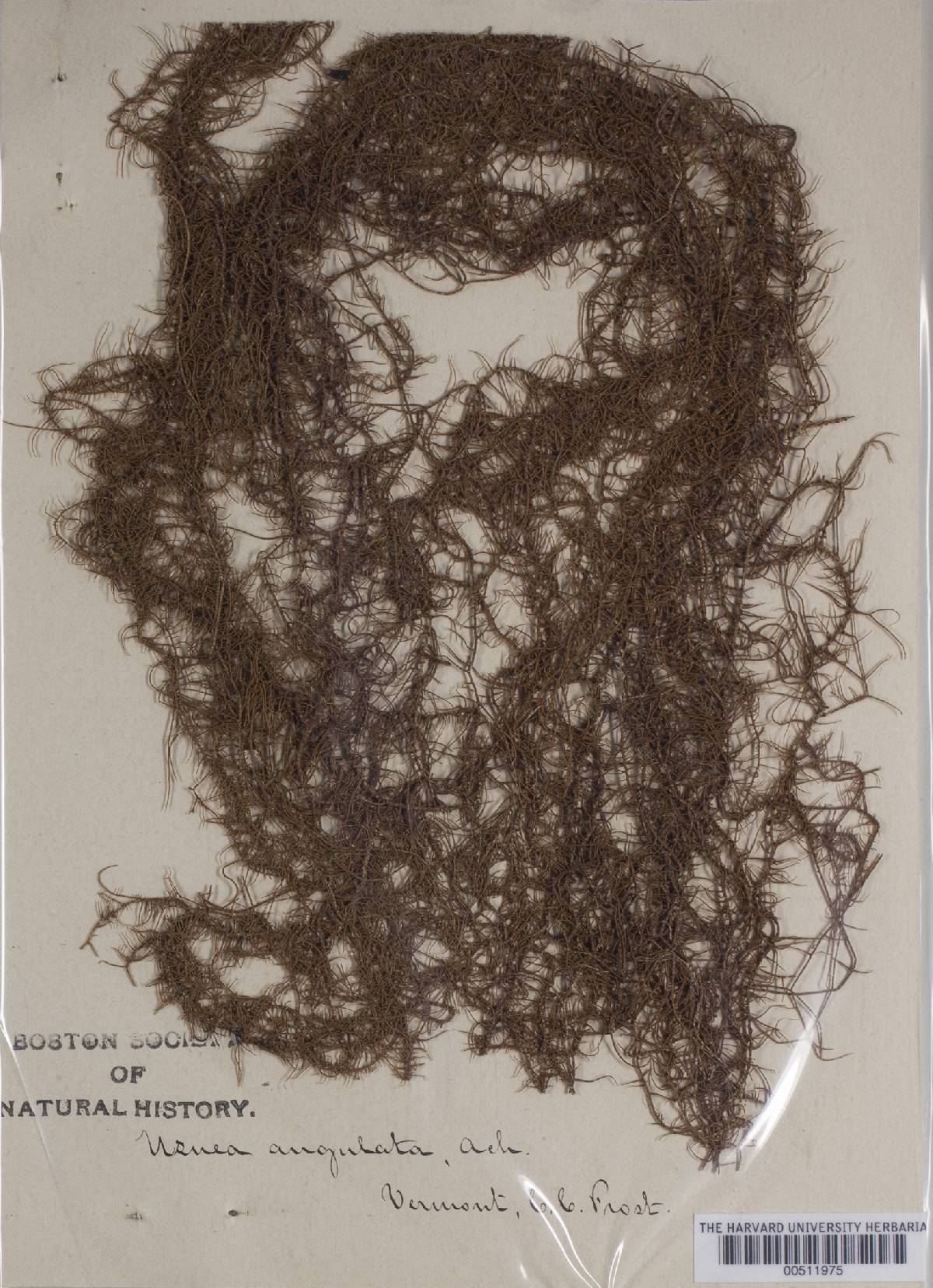 Usnea angulata image