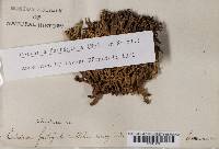 Cetraria islandica var. delisei image
