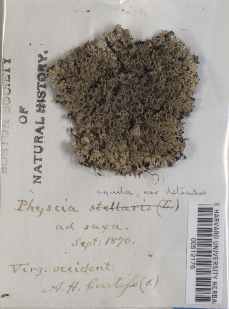 Physcia aquila var. detonsa image