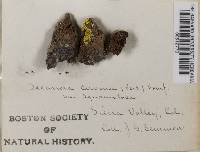 Lecanora cervina var. squamulosa image