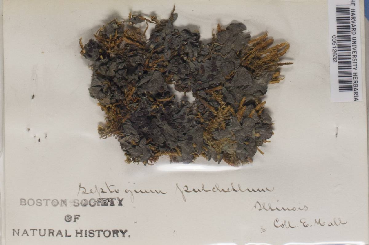 Leptogium pulchellum image
