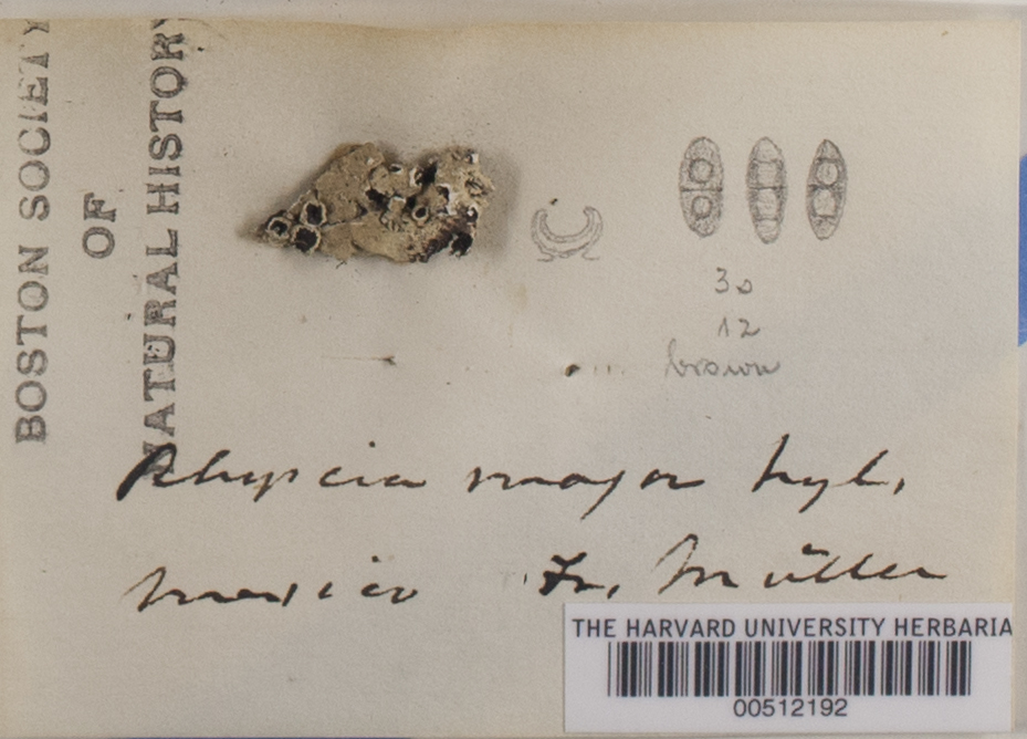 Heterodermia diademata image