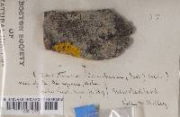 Lecanora sambuci image