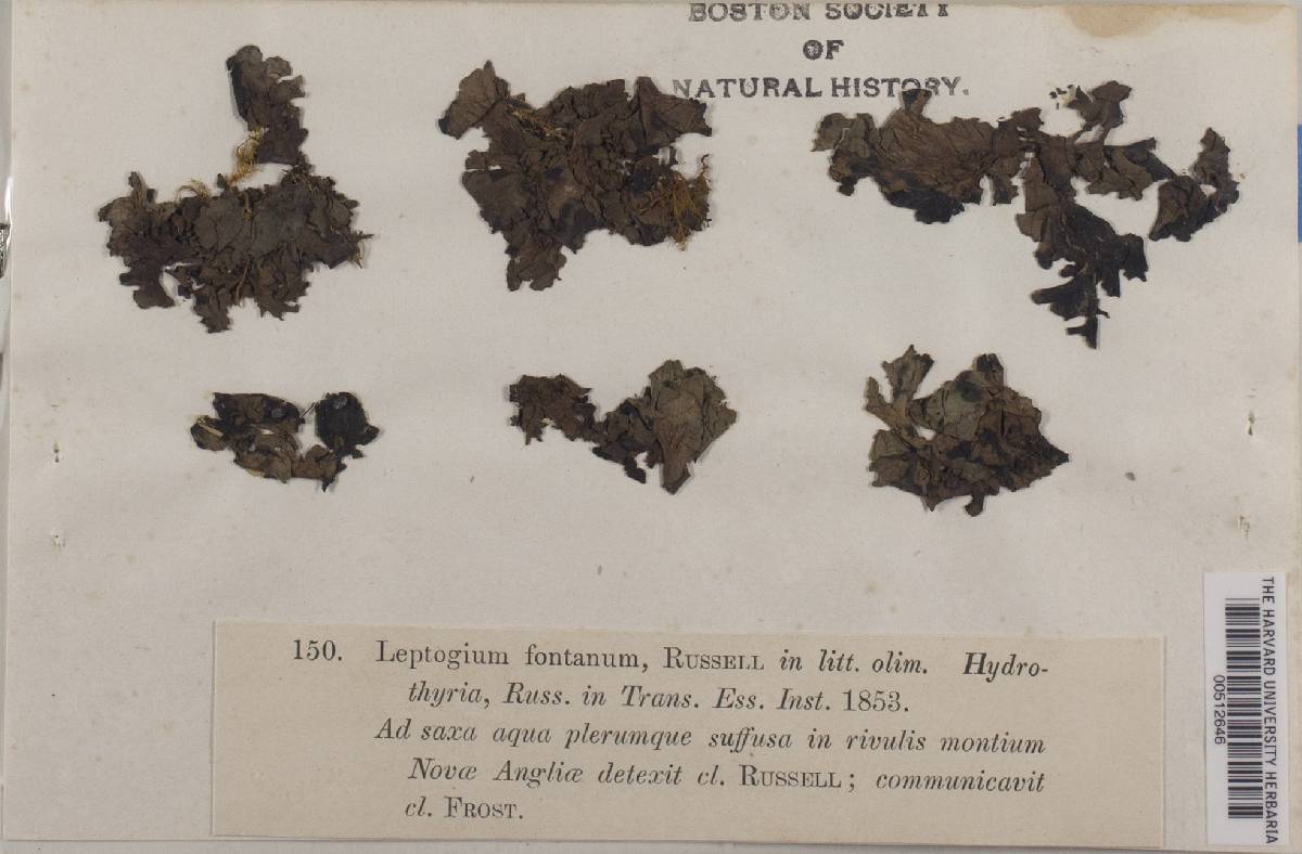 Hydrothyria fontana image