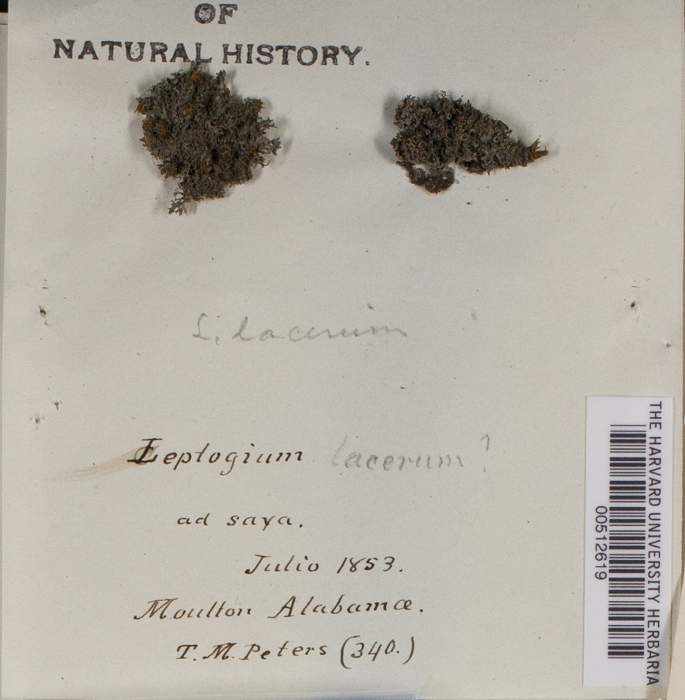 Leptogium lichenoides image