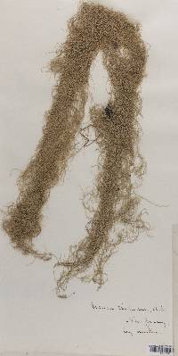 Usnea trichodea image