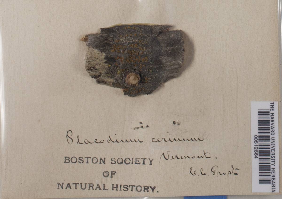 Caloplaca cerina image