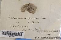 Lecanora punicea image