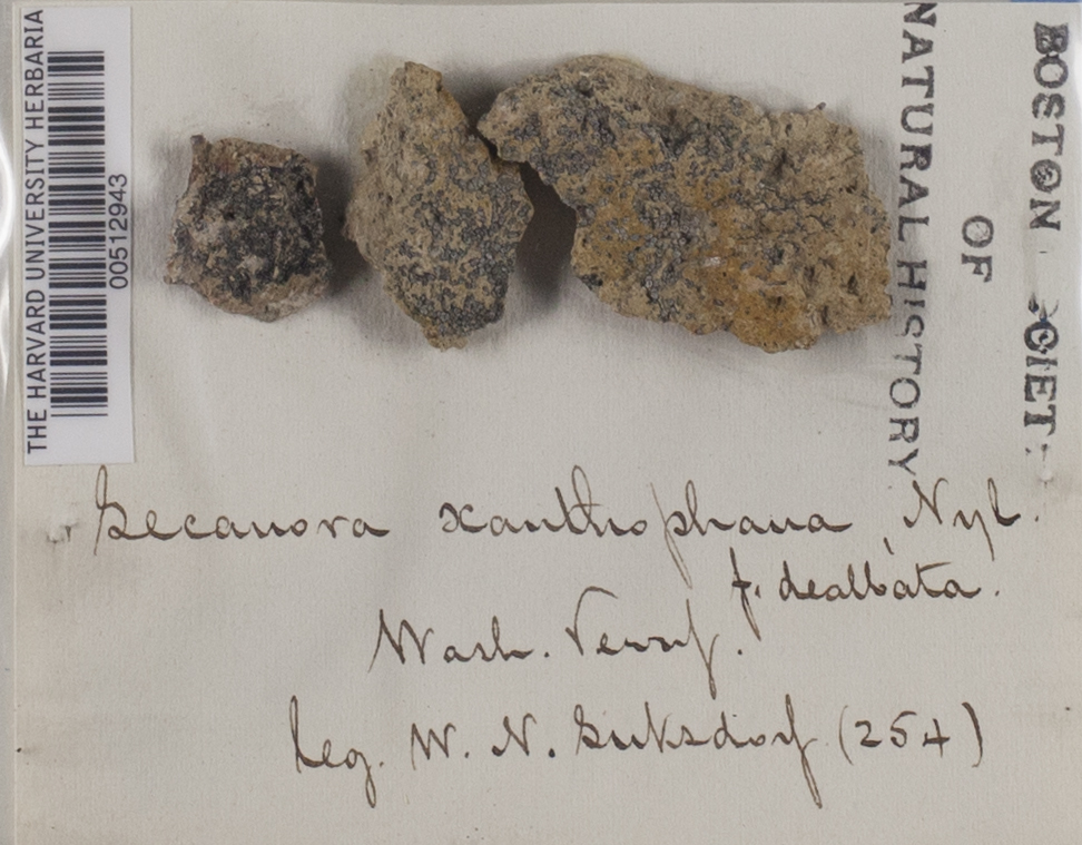 Lecanora xanthophana image