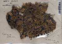 Peltigera aphthosa image