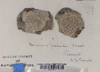 Lecanora pallida image