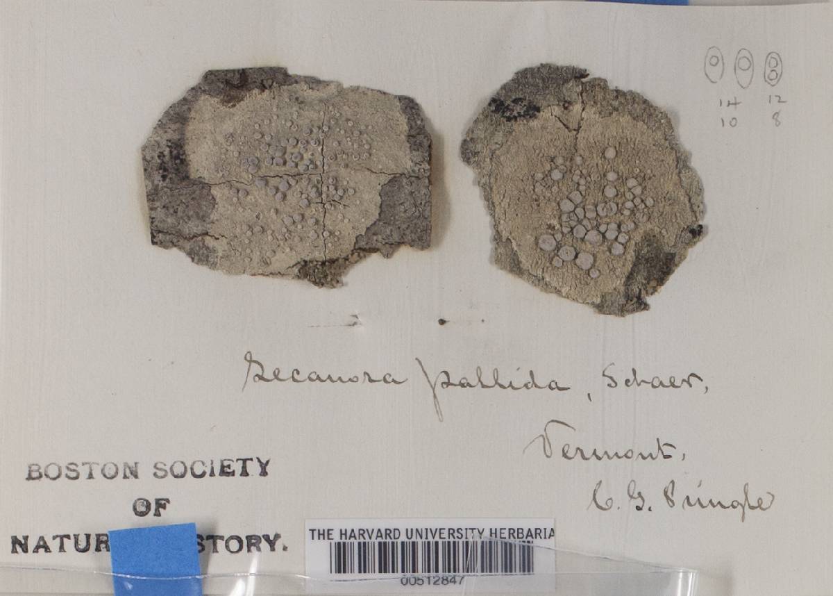 Lecanora pallida image