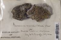 Lecanora muralis image