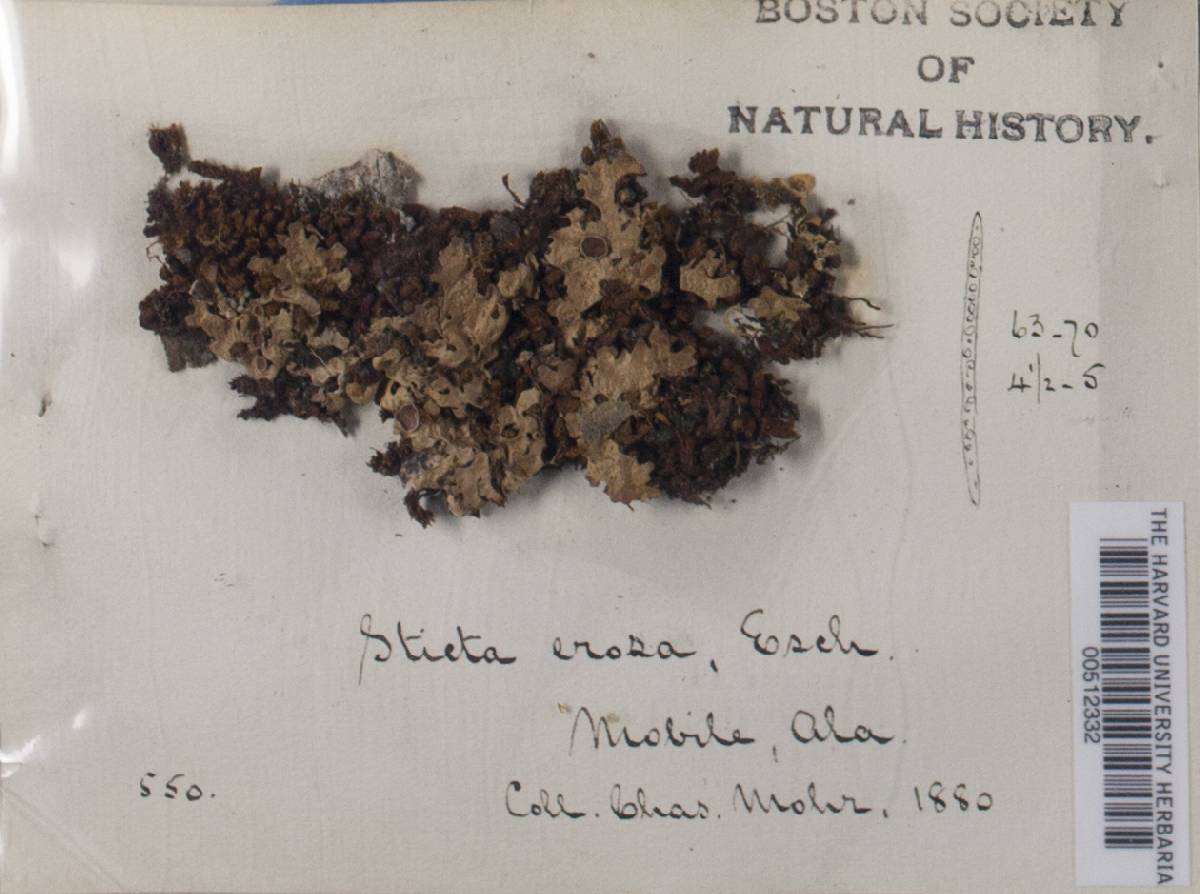 Sticta erosa image