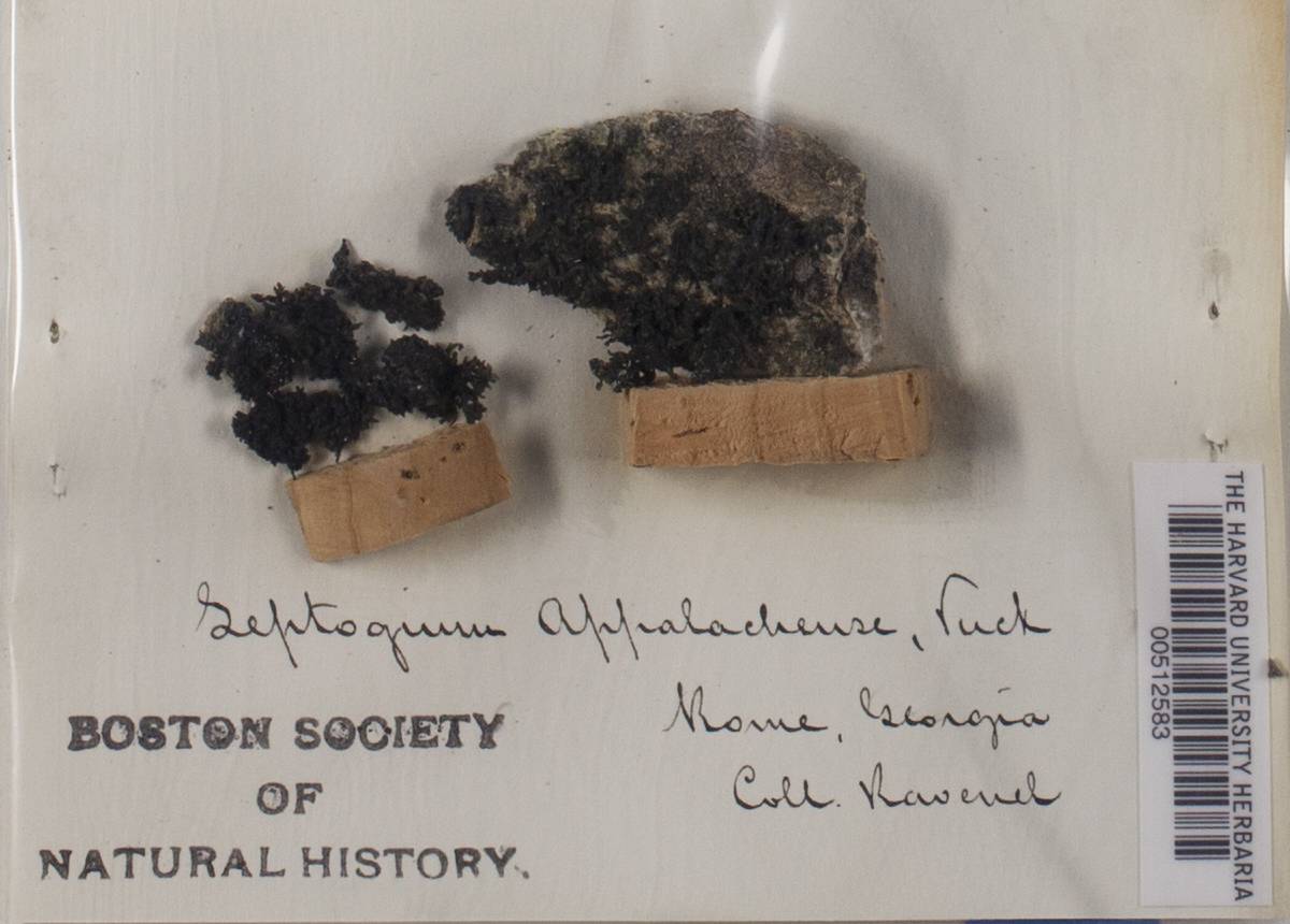 Leptogium apalachense image