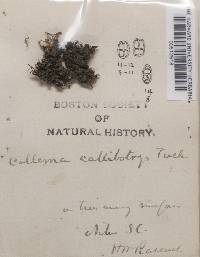 Image of Collema callibotrys