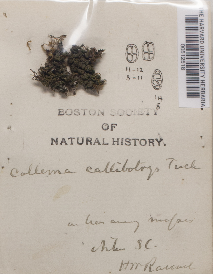Collema callibotrys image