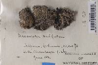 Lecanora subfusca image