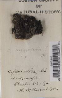 Collema nigrescens image