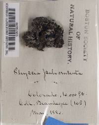 Physconia pulverulenta image