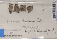 Ochrolechia pallescens image