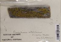 Candelariella vitellina f. vitellina image