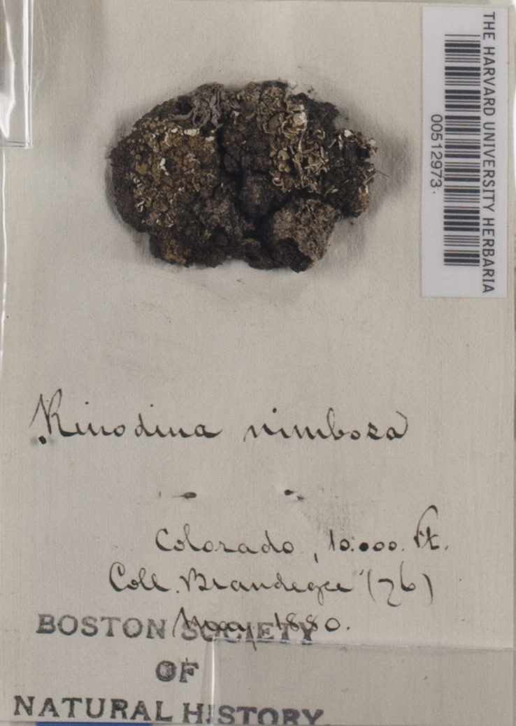 Phaeorrhiza image