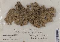 Lobaria amplissima image