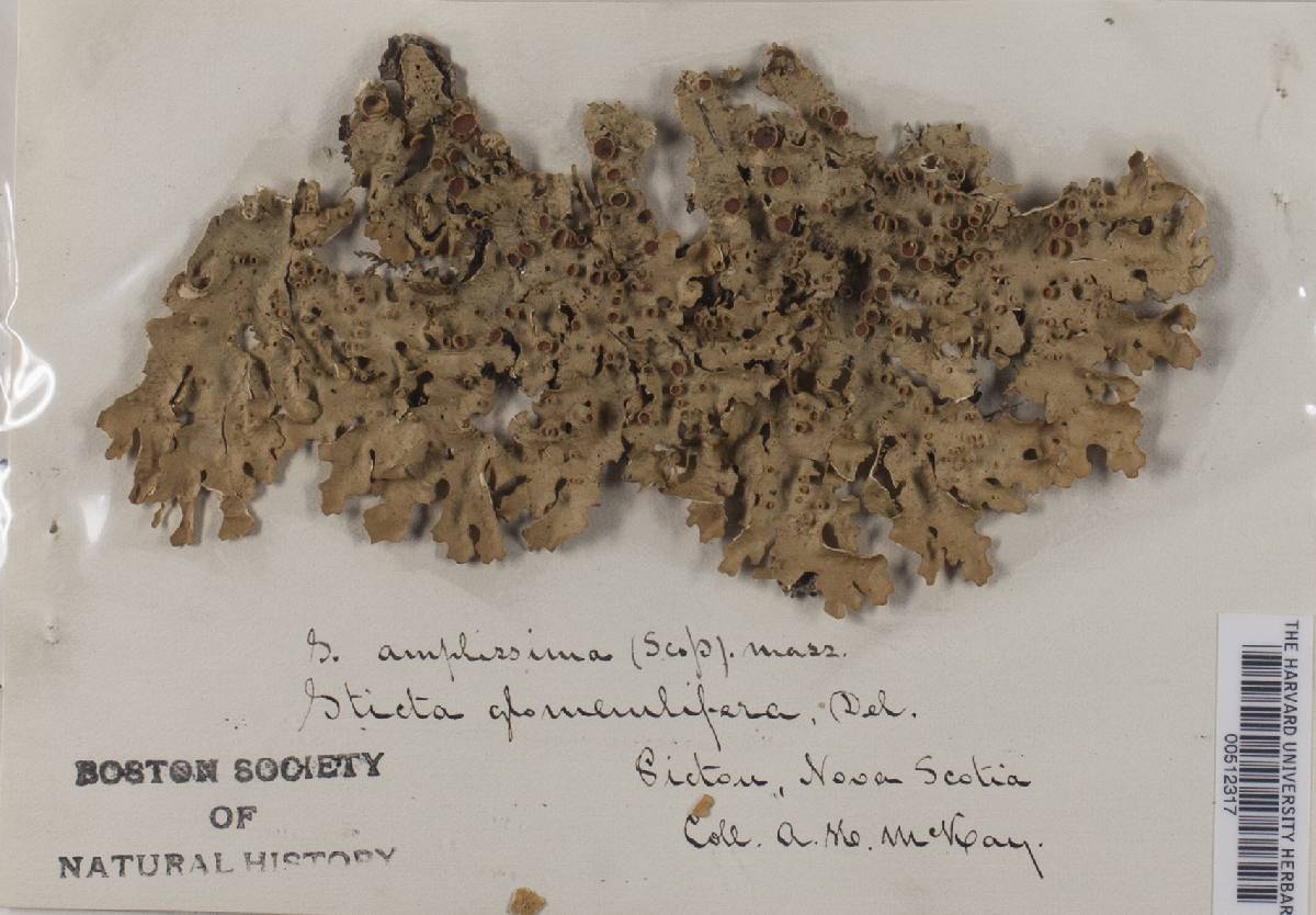 Lobaria amplissima image