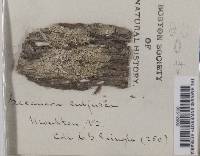 Lecanora subfusca image