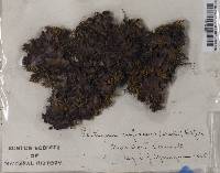 Peltigera rufescens image