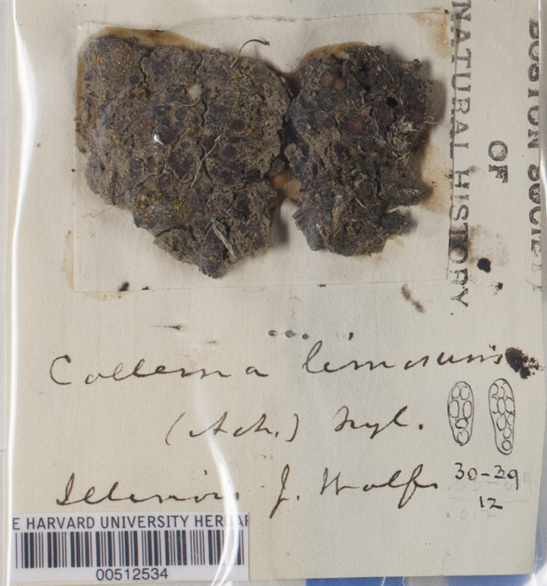 Collema limosum image