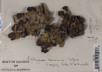 Peltigera canina image