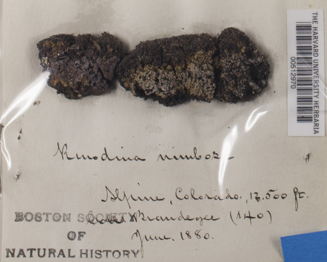 Phaeorrhiza nimbosa image