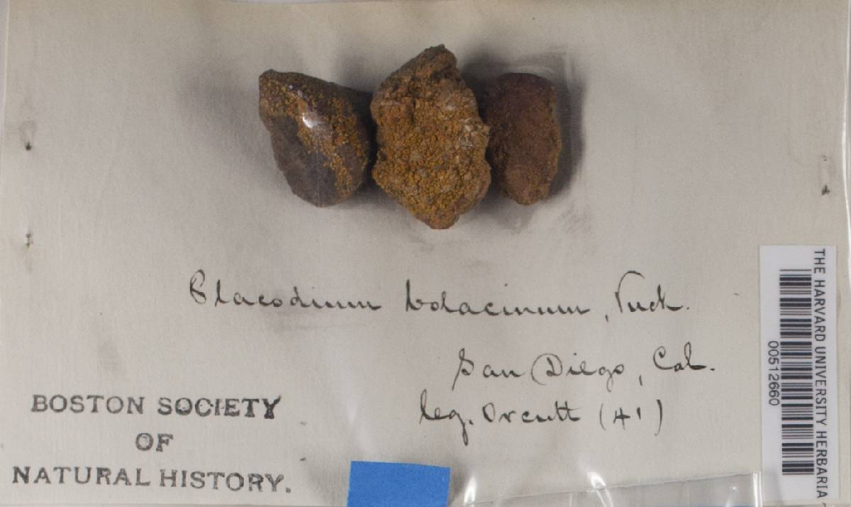 Placodium bolacinum image