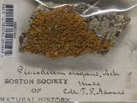 Xanthoria elegans image