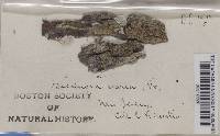 Lecanora varia image