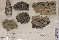 Lecanora subfusca image